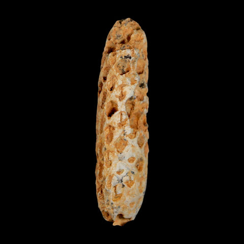 XXL 2.5" Fossil Pine Cone Equicalastrobus Replaced By Agate Eocene Age Seeds Fruit - Fossil Age Minerals