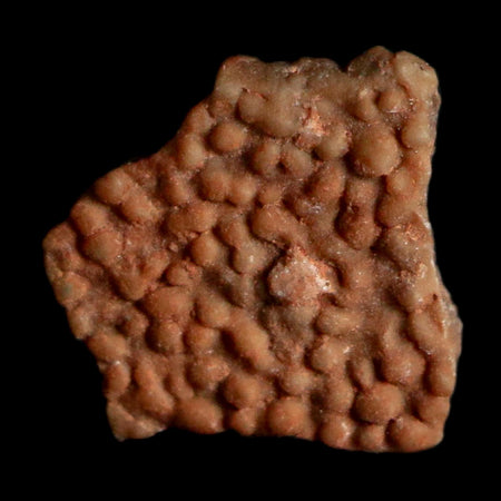 0.3" Megaloolithus Titanosaur Dinosaur Fossil Egg Shell Bouches Du Rhone France Display