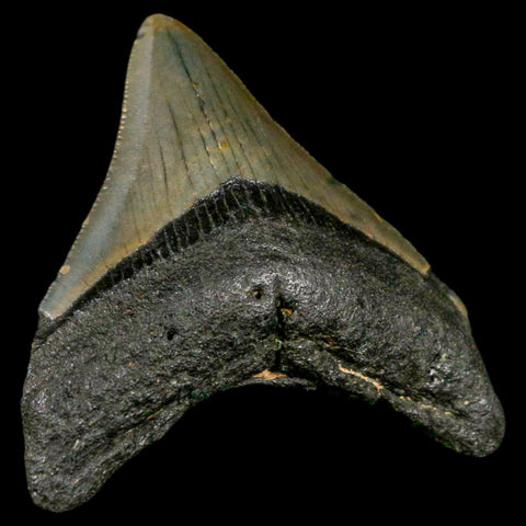 2.6" Quality Megalodon Shark Tooth Serrated Fossil Natural Miocene Age COA