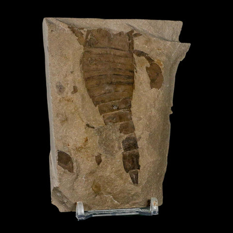3.2" Eurypterus Sea Scorpion Fossil Eurypterid Silurian 420 Mil Yrs Old New York Stand - Fossil Age Minerals