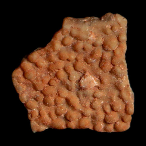 0.3" Megaloolithus Titanosaur Dinosaur Fossil Egg Shell Bouches Du Rhone France Display