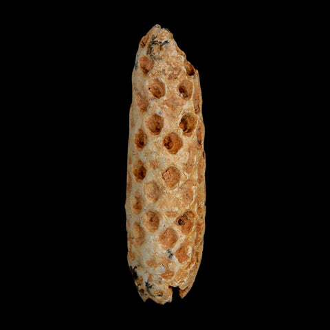 XXL 2.5" Fossil Pine Cone Equicalastrobus Replaced By Agate Eocene Age Seeds Fruit - Fossil Age Minerals