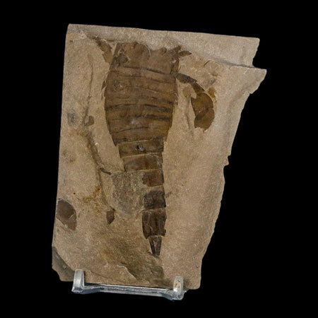 3.2" Eurypterus Sea Scorpion Fossil Eurypterid Silurian 420 Mil Yrs Old New York Stand