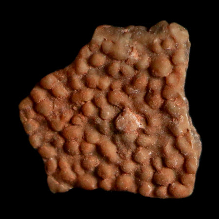 0.3" Megaloolithus Titanosaur Dinosaur Fossil Egg Shell Bouches Du Rhone France Display