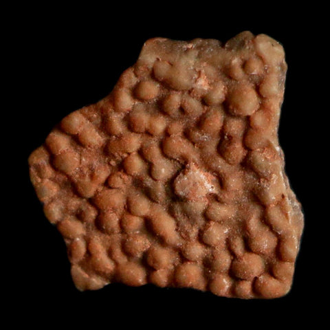 0.3" Megaloolithus Titanosaur Dinosaur Fossil Egg Shell Bouches Du Rhone France Display