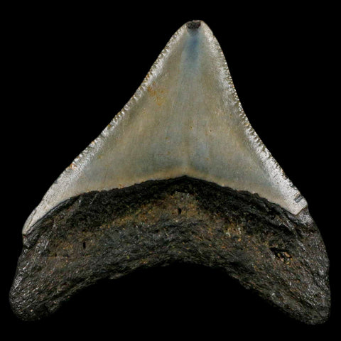 2.6" Quality Megalodon Shark Tooth Serrated Fossil Natural Miocene Age COA