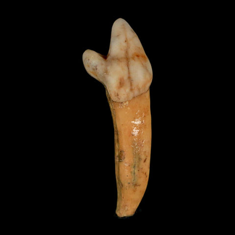 1.8" Extinct Cave Bear Ursus Spelaeus Incisor Tooth Rooted Pleistocene Age COA, Stand