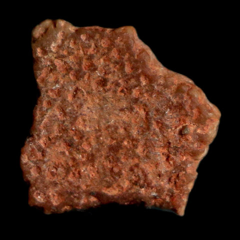 0.3" Megaloolithus Titanosaur Dinosaur Fossil Egg Shell Bouches Du Rhone France Display