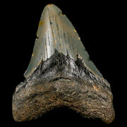 3" Quality Megalodon Shark Tooth Serrated Fossil Natural Miocene Age COA