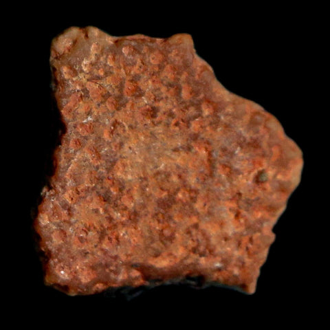 0.3" Megaloolithus Titanosaur Dinosaur Fossil Egg Shell Bouches Du Rhone France Display