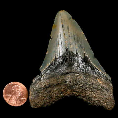 3" Quality Megalodon Shark Tooth Serrated Fossil Natural Miocene Age COA