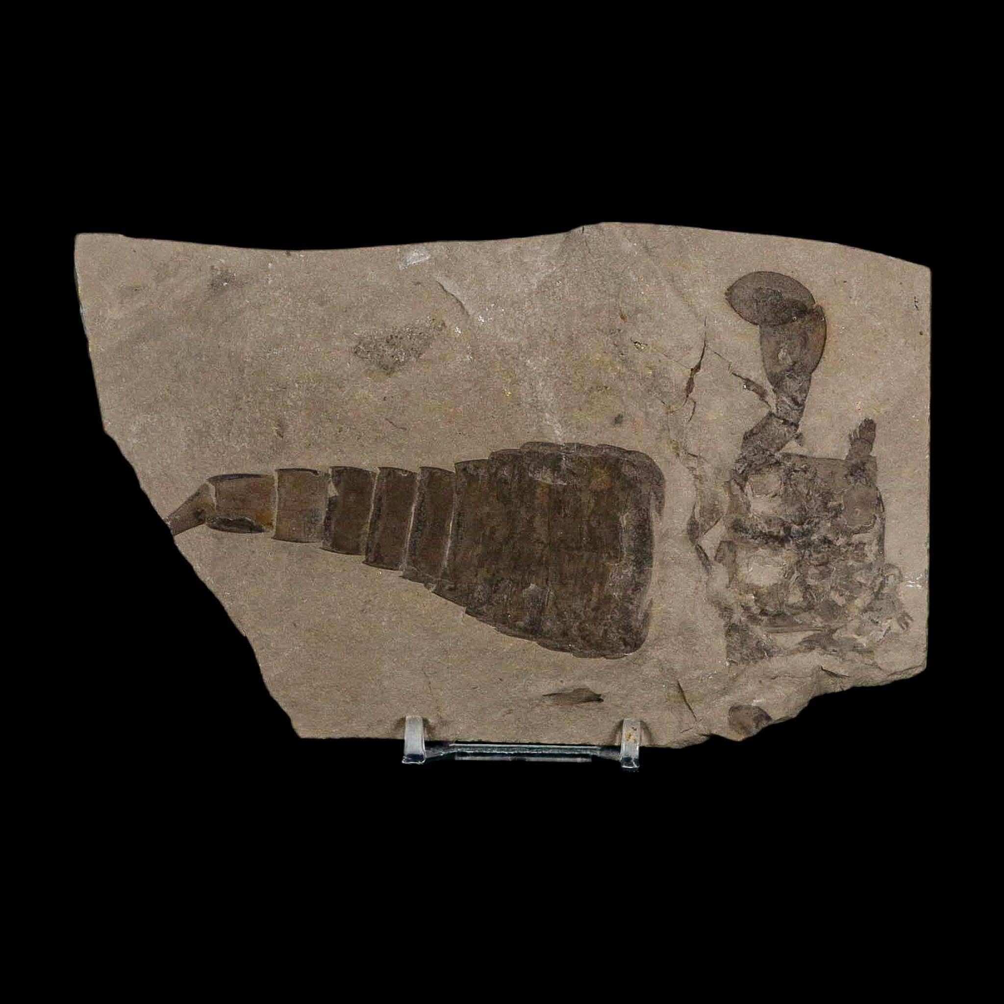 5.1" Eurypterus Sea Scorpion Fossil Eurypterid Silurian 420 Mil Yrs Old New York Stand - Fossil Age Minerals