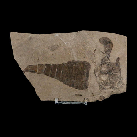 5.1" Eurypterus Sea Scorpion Fossil Eurypterid Silurian 420 Mil Yrs Old New York Stand - Fossil Age Minerals