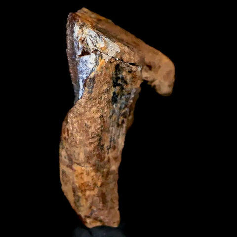 XL 1" Triceratops Fossil Tooth Lance Creek FM Cretaceous Dinosaur WY COA Display - Fossil Age Minerals