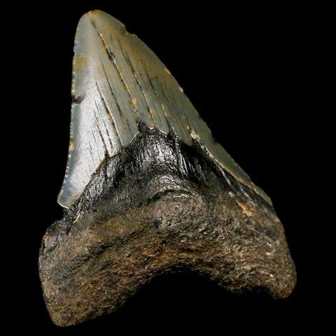 3" Quality Megalodon Shark Tooth Serrated Fossil Natural Miocene Age COA