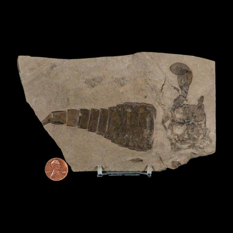 5.1" Eurypterus Sea Scorpion Fossil Eurypterid Silurian 420 Mil Yrs Old New York Stand - Fossil Age Minerals