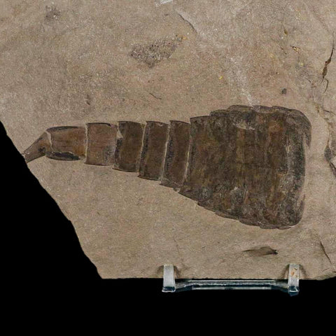 5.1" Eurypterus Sea Scorpion Fossil Eurypterid Silurian 420 Mil Yrs Old New York Stand - Fossil Age Minerals