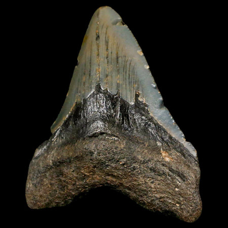 3" Quality Megalodon Shark Tooth Serrated Fossil Natural Miocene Age COA