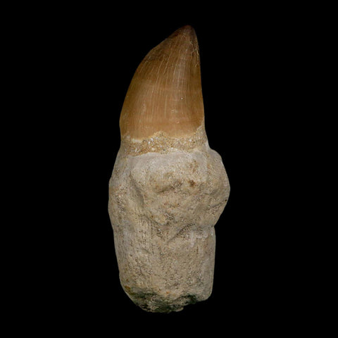XL 3.8" Mosasaur Prognathodon Fossil Tooth Rooted Cretaceous Dinosaur Era COA - Fossil Age Minerals