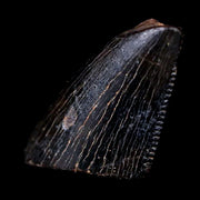 0.6" Tyrannosaurus Rex Dinosaur Fossil Serrated Tooth Tip Lance Creek FM WY COA