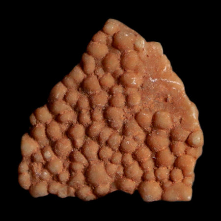 0.3" Megaloolithus Titanosaur Dinosaur Fossil Egg Shell Bouches Du Rhone France Display