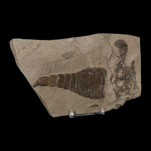 5.1" Eurypterus Sea Scorpion Fossil Eurypterid Silurian 420 Mil Yrs Old New York Stand - Fossil Age Minerals