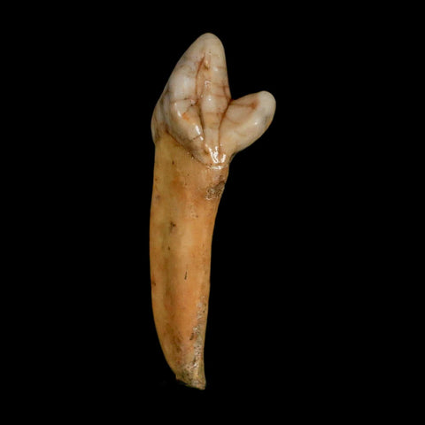 1.8" Extinct Cave Bear Ursus Spelaeus Incisor Tooth Rooted Pleistocene Age COA, Stand