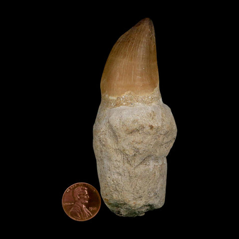 XL 3.8" Mosasaur Prognathodon Fossil Tooth Rooted Cretaceous Dinosaur Era COA - Fossil Age Minerals