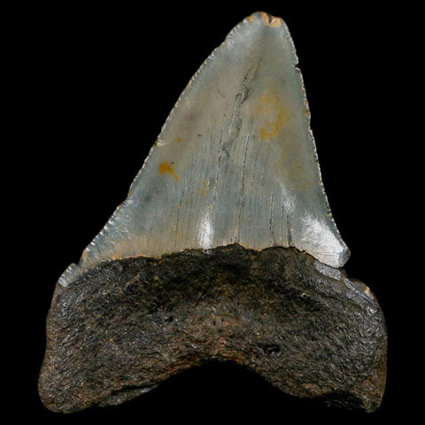 3" Quality Megalodon Shark Tooth Serrated Fossil Natural Miocene Age COA