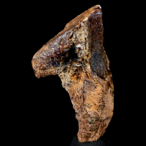 XL 1" Triceratops Fossil Tooth Lance Creek FM Cretaceous Dinosaur WY COA Display - Fossil Age Minerals