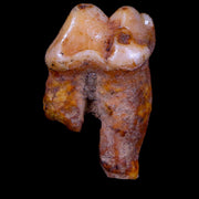 1.2" Extinct Cave Bear Ursus Spelaeus Pre-Molar Tooth Rooted Pleistocene Age COA