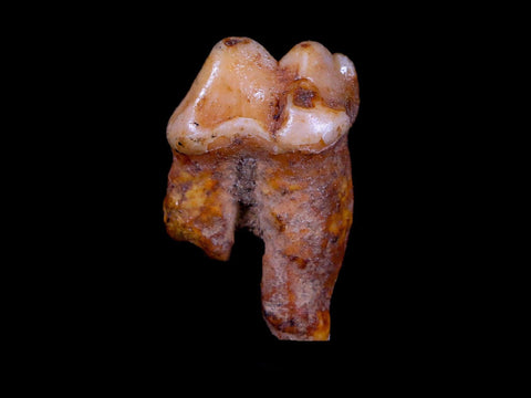 1.2" Extinct Cave Bear Ursus Spelaeus Pre-Molar Tooth Rooted Pleistocene Age COA - Fossil Age Minerals