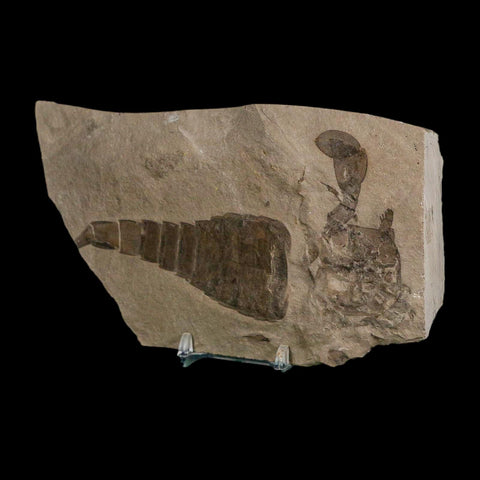 5.1" Eurypterus Sea Scorpion Fossil Eurypterid Silurian 420 Mil Yrs Old New York Stand - Fossil Age Minerals