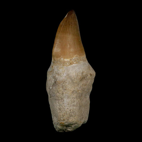 XL 3.8" Mosasaur Prognathodon Fossil Tooth Rooted Cretaceous Dinosaur Era COA - Fossil Age Minerals