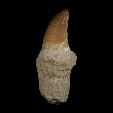 XL 3.8" Mosasaur Prognathodon Fossil Tooth Rooted Cretaceous Dinosaur Era COA - Fossil Age Minerals