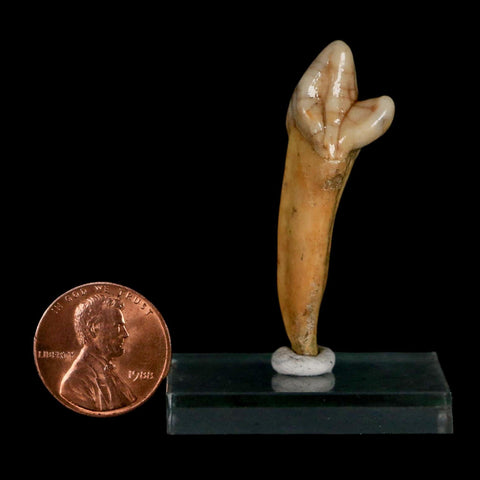 1.8" Extinct Cave Bear Ursus Spelaeus Incisor Tooth Rooted Pleistocene Age COA, Stand
