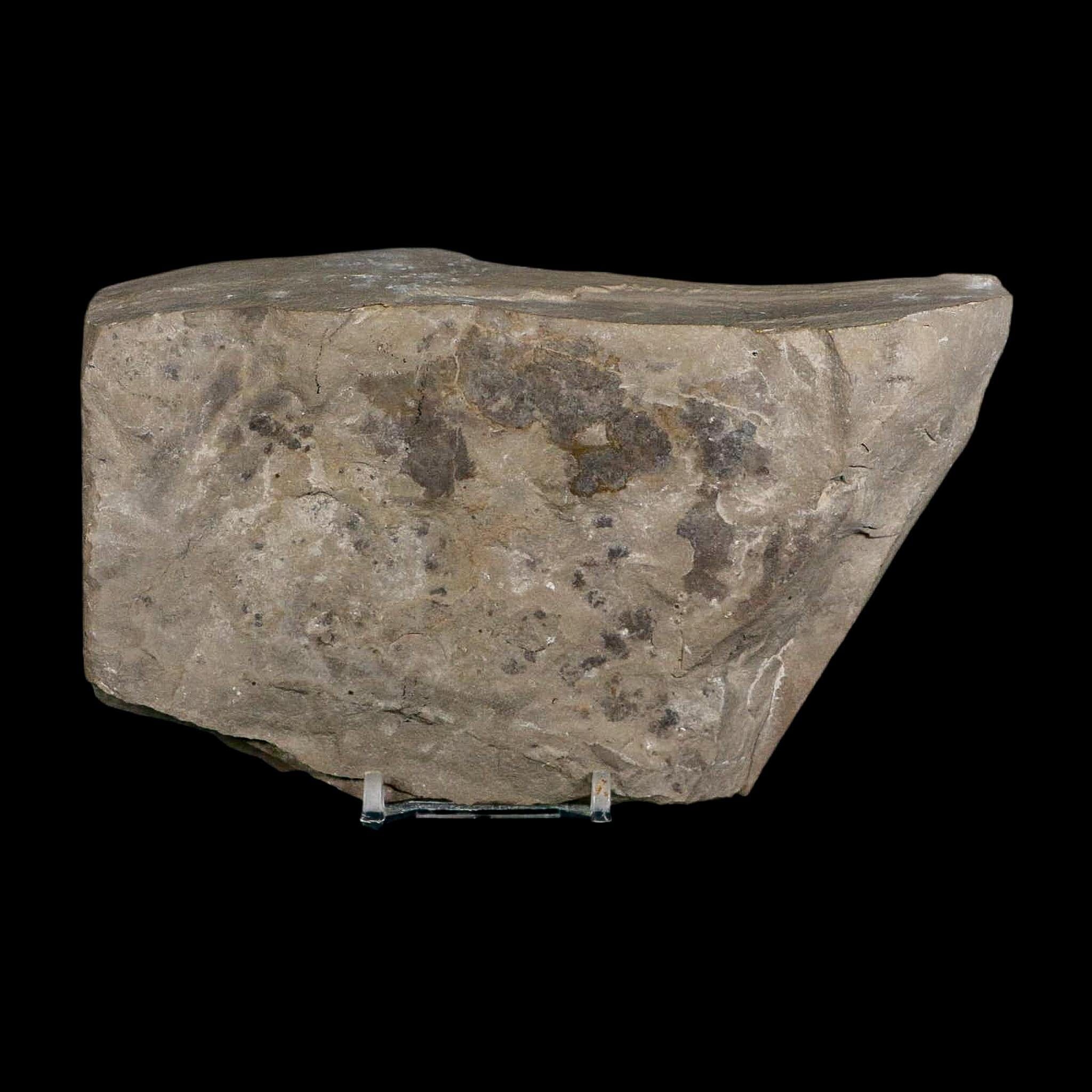 5.1" Eurypterus Sea Scorpion Fossil Eurypterid Silurian 420 Mil Yrs Old New York Stand - Fossil Age Minerals