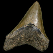 3.3" Quality Megalodon Shark Tooth Serrated Fossil Natural Miocene Age COA