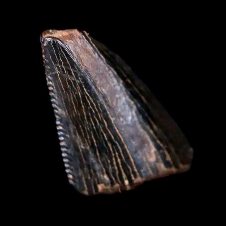 0.6" Tyrannosaurus Rex Dinosaur Fossil Serrated Tooth Tip Lance Creek FM WY COA