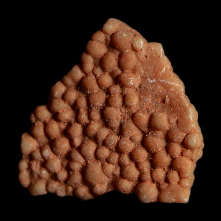 0.3" Megaloolithus Titanosaur Dinosaur Fossil Egg Shell Bouches Du Rhone France Display