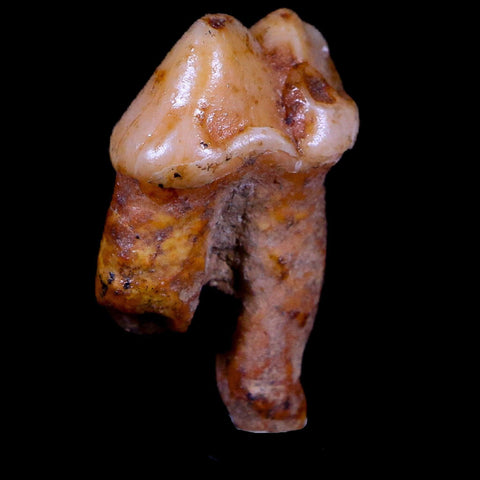 1.2" Extinct Cave Bear Ursus Spelaeus Pre-Molar Tooth Rooted Pleistocene Age COA - Fossil Age Minerals