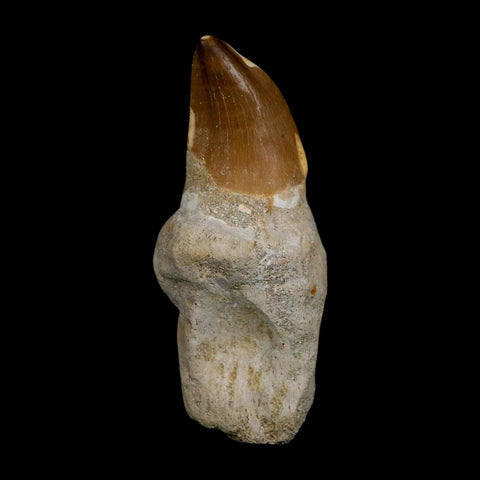 XL 3.8" Mosasaur Prognathodon Fossil Tooth Rooted Cretaceous Dinosaur Era COA - Fossil Age Minerals