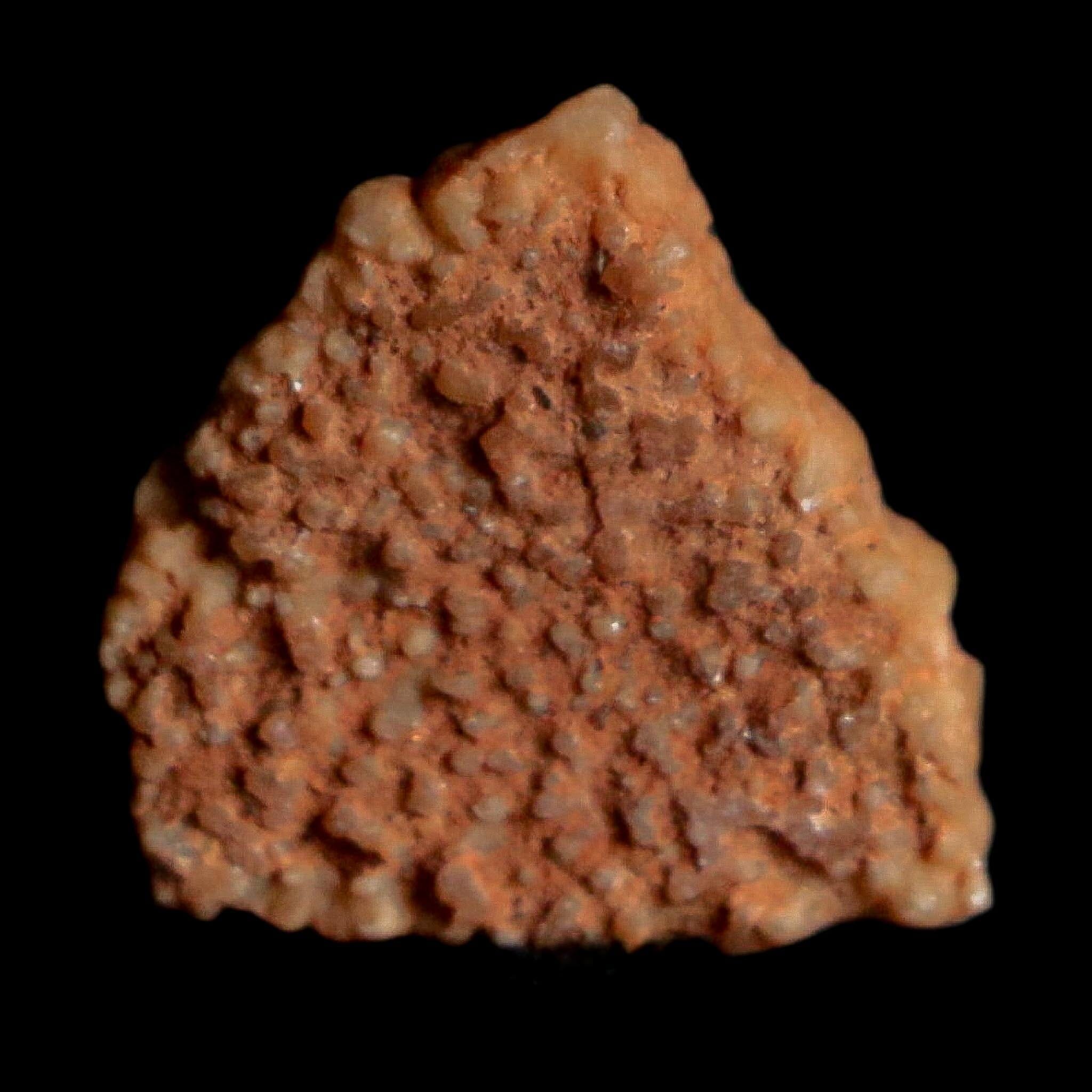 0.3" Megaloolithus Titanosaur Dinosaur Fossil Egg Shell Bouches Du Rhone France Display - Fossil Age Minerals