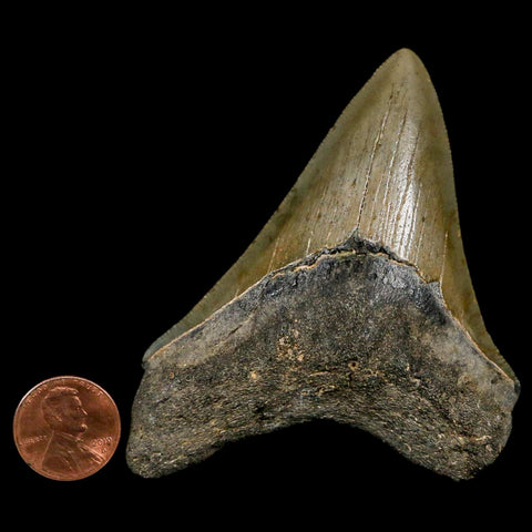 3.3" Quality Megalodon Shark Tooth Serrated Fossil Natural Miocene Age COA