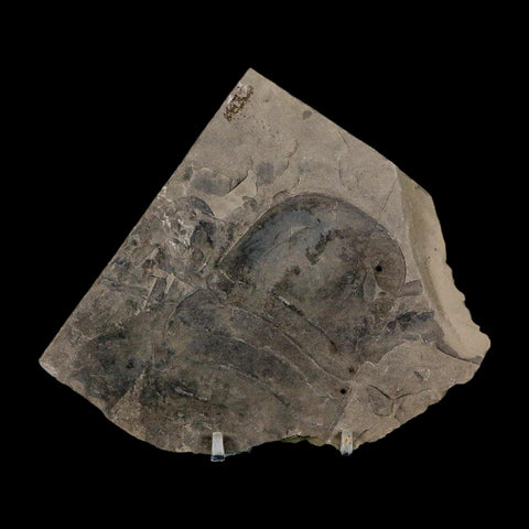 3.8" Eurypterus Sea Scorpion Fossil Eurypterid Silurian 420 Mil Yrs Old New York Stand - Fossil Age Minerals