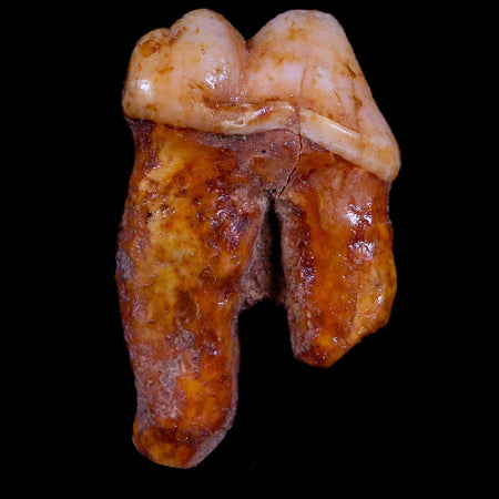 1.2" Extinct Cave Bear Ursus Spelaeus Pre-Molar Tooth Rooted Pleistocene Age COA