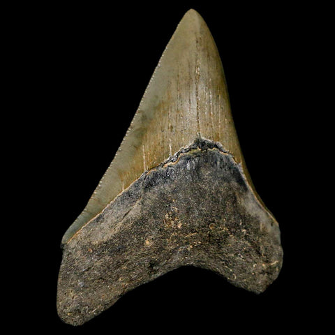 3.3" Quality Megalodon Shark Tooth Serrated Fossil Natural Miocene Age COA