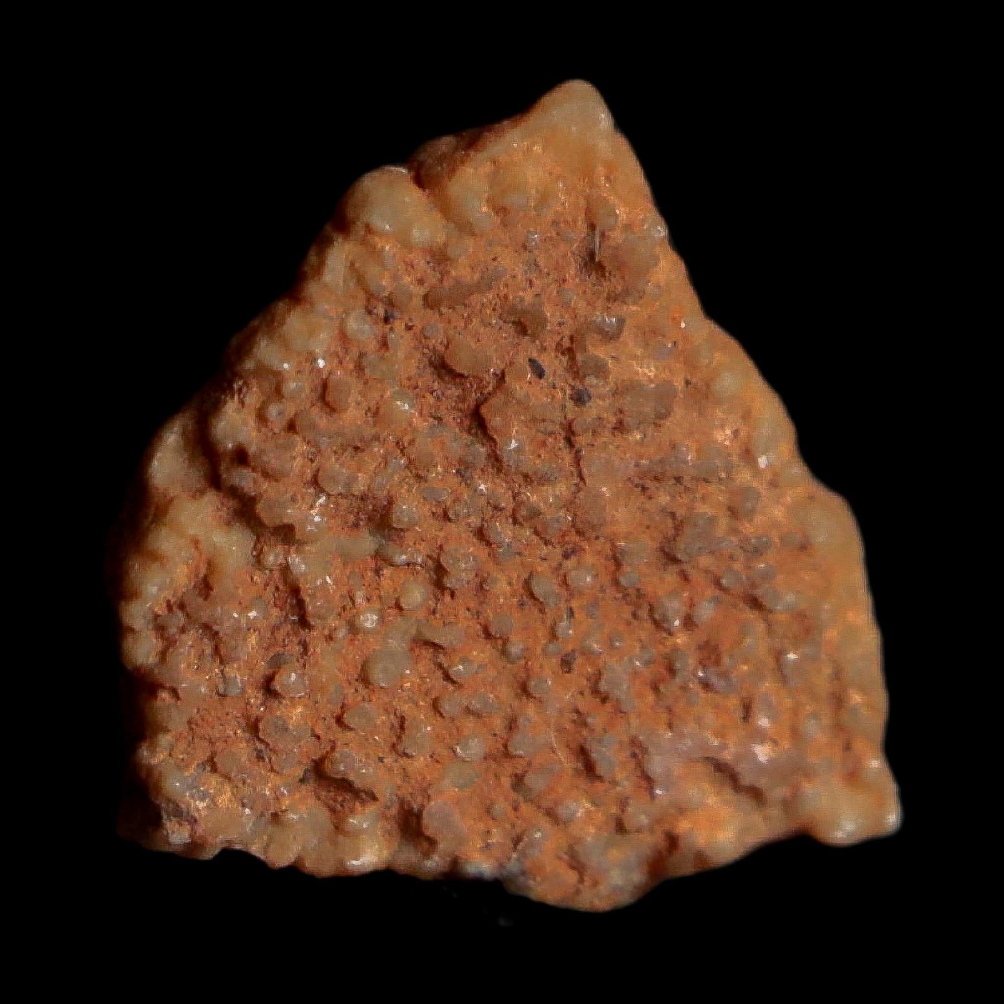 0.3" Megaloolithus Titanosaur Dinosaur Fossil Egg Shell Bouches Du Rhone France Display - Fossil Age Minerals