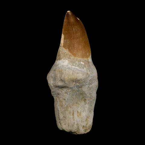 XL 3.8" Mosasaur Prognathodon Fossil Tooth Rooted Cretaceous Dinosaur Era COA - Fossil Age Minerals