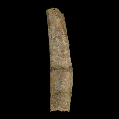 7" Triceratops Fossil Rib Bone Hell Creek FM Cretaceous Dinosaur MT COA Stand - Fossil Age Minerals